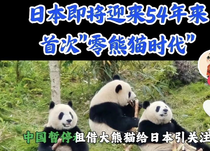 日本54年来首次迎“零熊猫”时代，300亿经济链断裂，背后是互信崩塌的代价