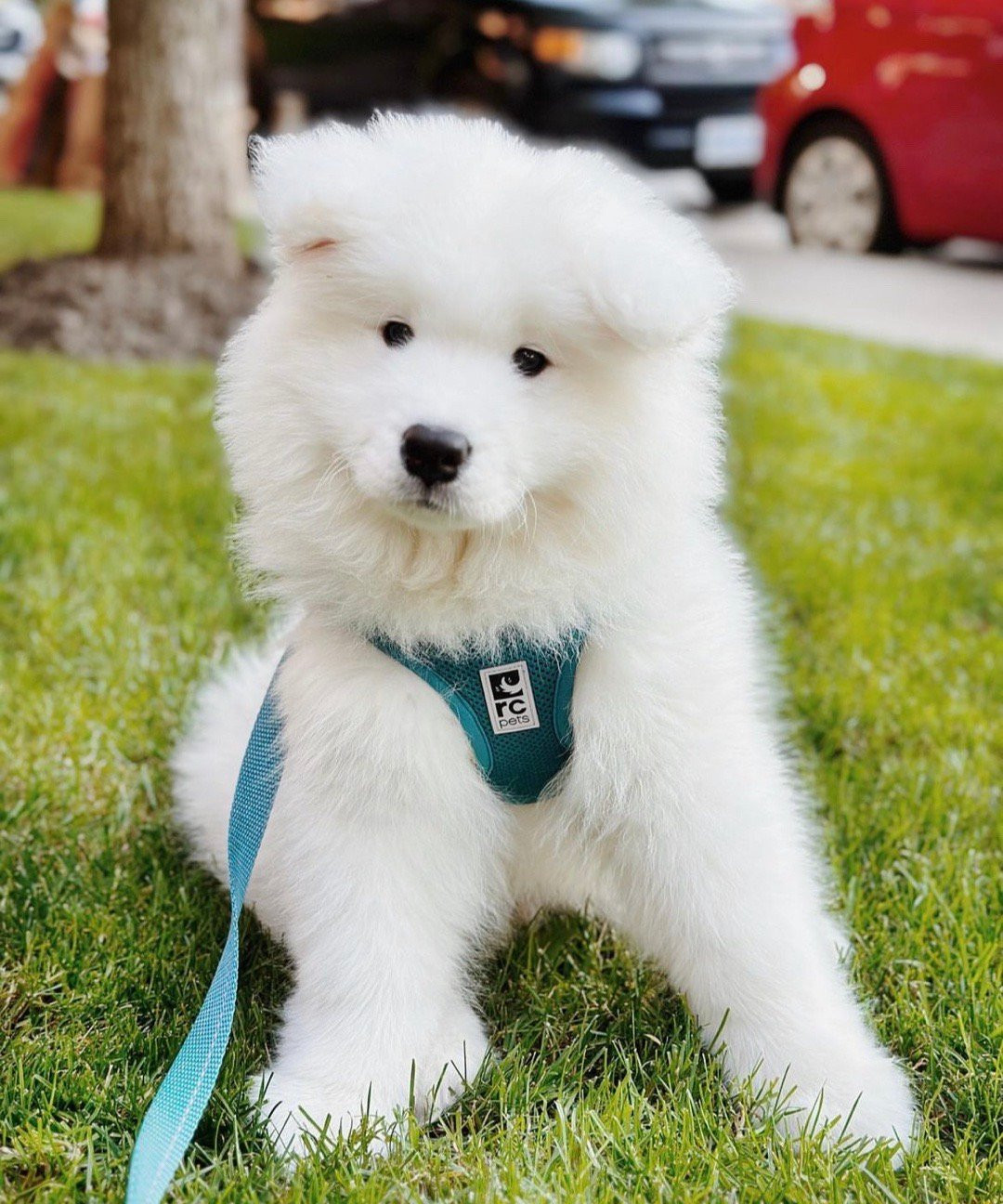 耶耶你好像不知道自己有多可爱