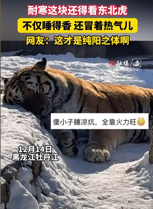 这才是纯阳之体！牡丹江，有游客到动物园看东北虎，看到老虎在雪中睡觉的样子。顿时