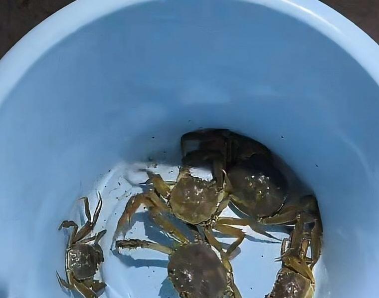 近日，天津一些网友表示，七里海湿地公园附近，晚上出现好多捡拾螃蟹的人。大量螃蟹