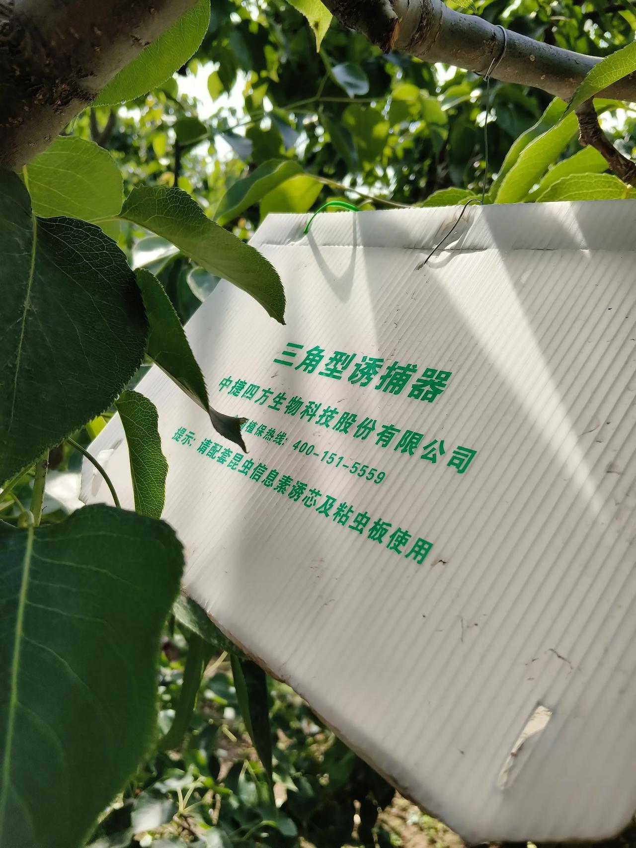 甘肃兰州皋兰什川有百年古梨园，秋天的时候也是收获的季节，别看梨子好吃，但是在梨子