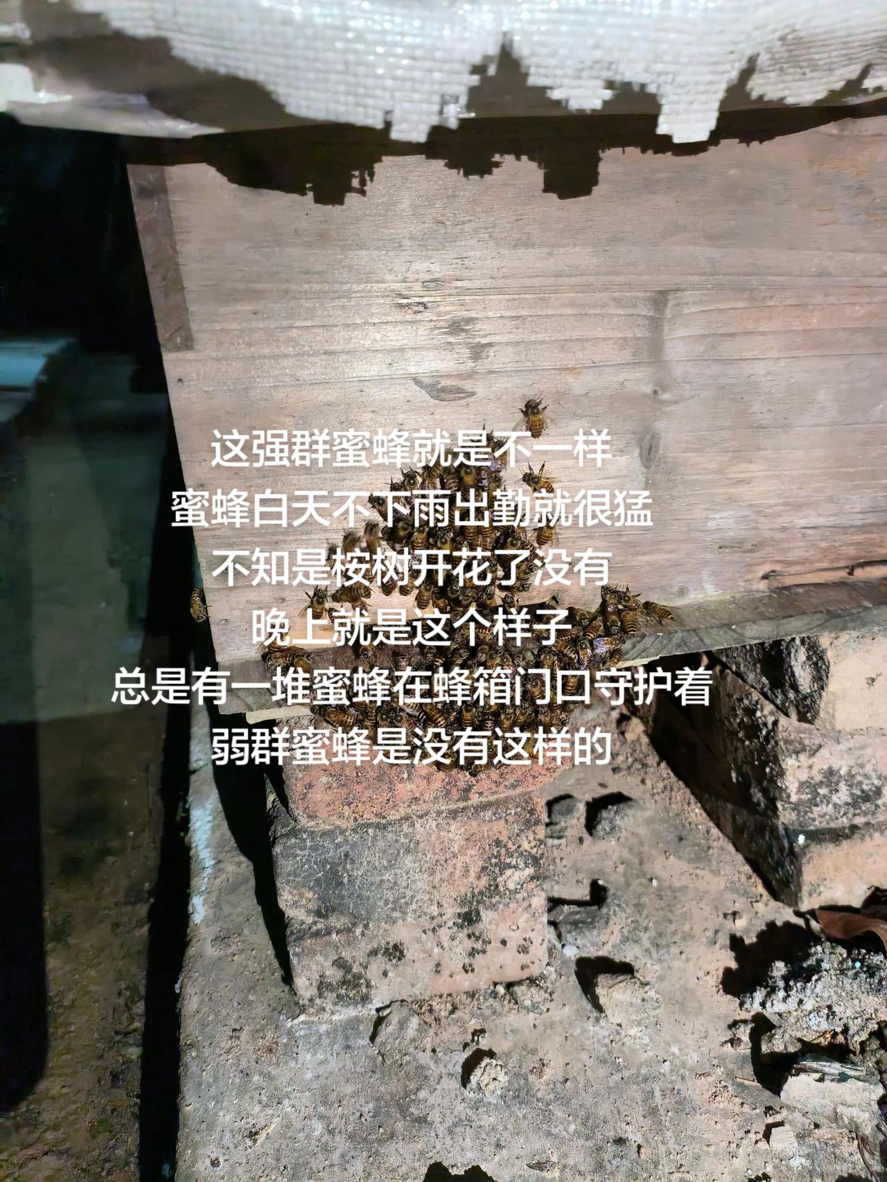 这强群蜜蜂就是不一样蜜蜂白天不下雨出勤就很猛不知是桉树开花了没有晚上就是这