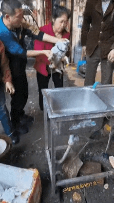 不明白，这些人为什么要虐待一只小狗？