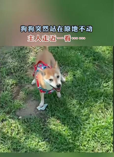 太可爱了！辽宁，一女子遛狗时，狗狗突然原地一动不动，随后主人来到近前，发现狗狗脚