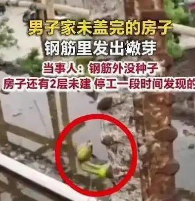 房子没盖完钢筋发芽了当事人发声钢筋本是无情物，未料停工生绿芽。半栋楼房半生憾，