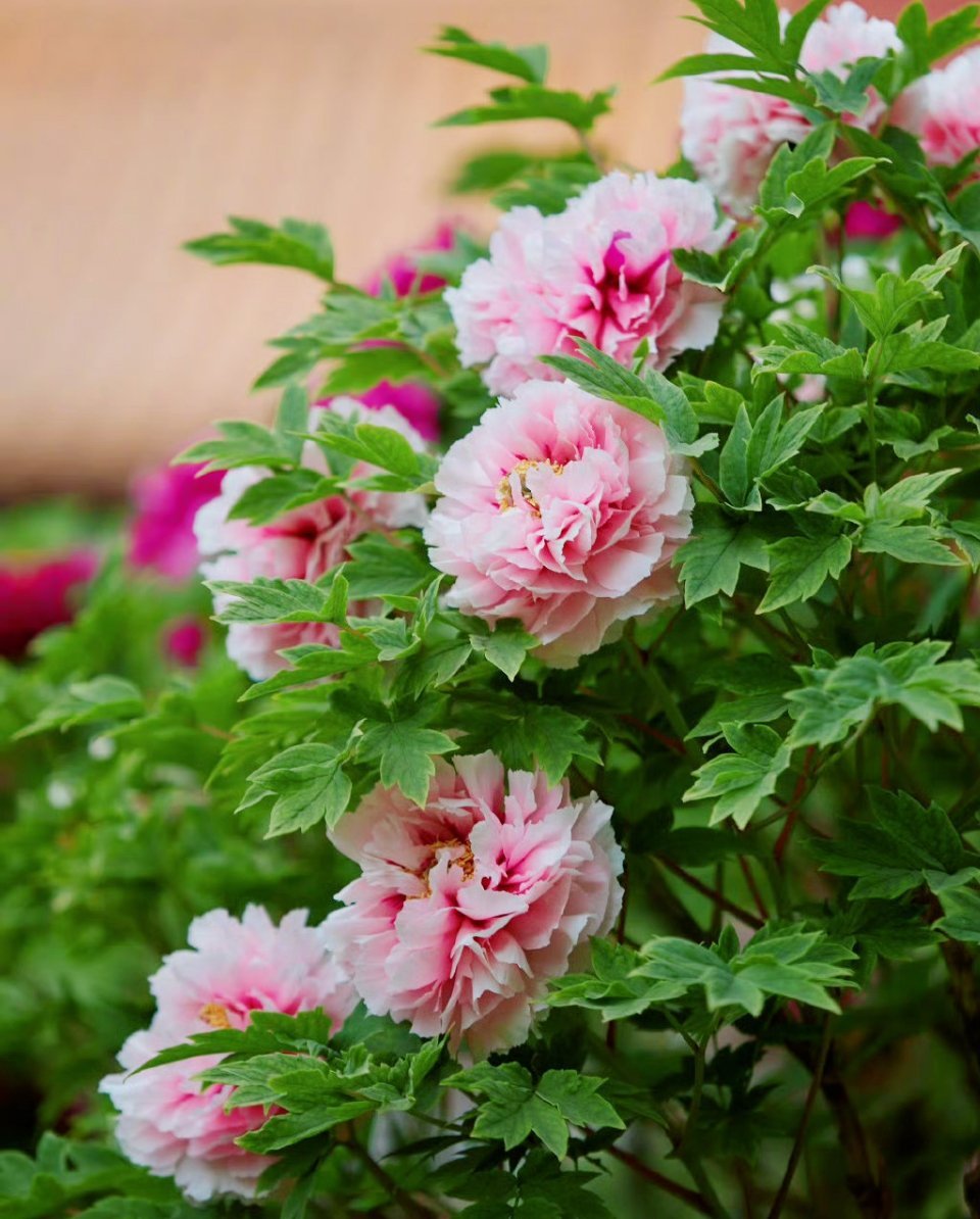 0000如何种植牡丹花💐1、种植时间种植牡丹花通常都是选秋季进行的，大概是8-