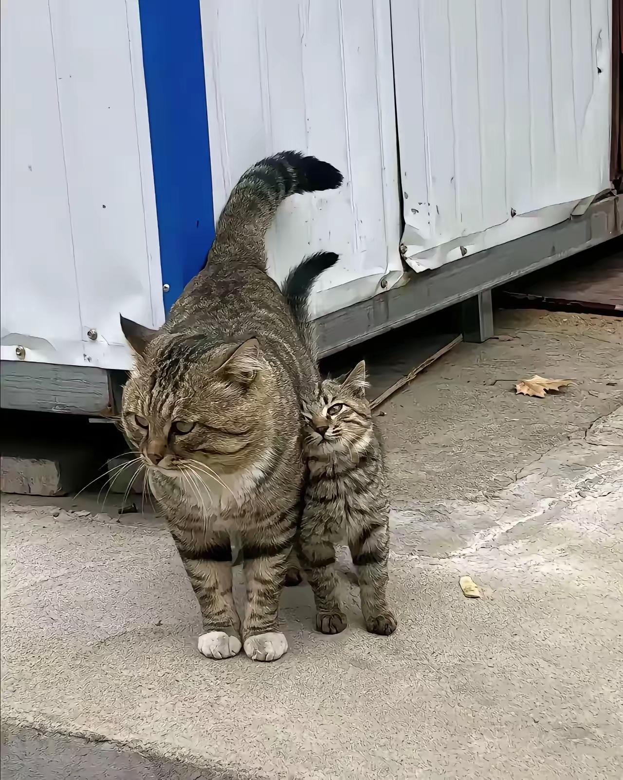 厂区里突然多了一对流浪狸花猫母女，真的越看越暖心。猫妈妈全程警惕