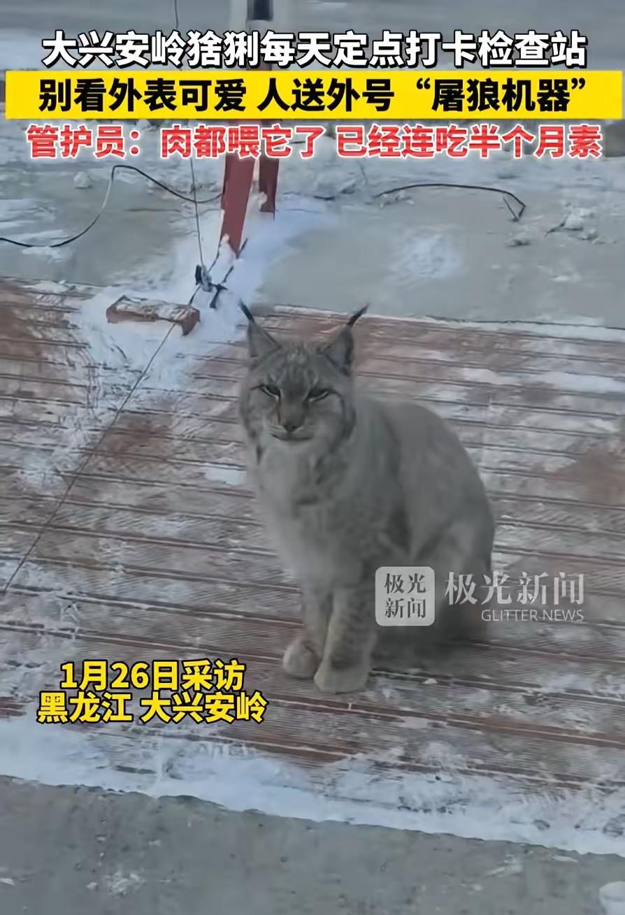 笑不活了！大兴安岭一只猞猁，凭实力上班，每天上午九点半、下午三点半，准时到检查站