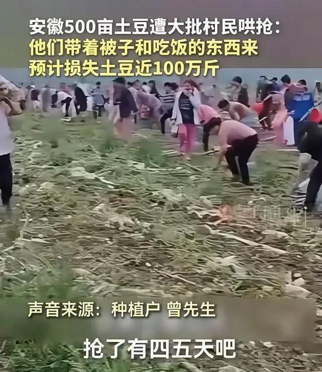 前不久，安徽宿州出现了哄抢土豆事件，致使种植大户损失近100万元，公安正在调查，