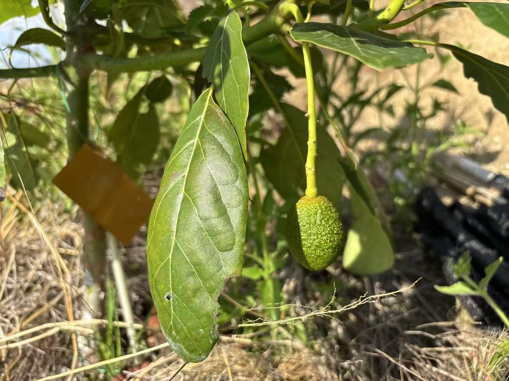 牛油果🥑结果啦​​​