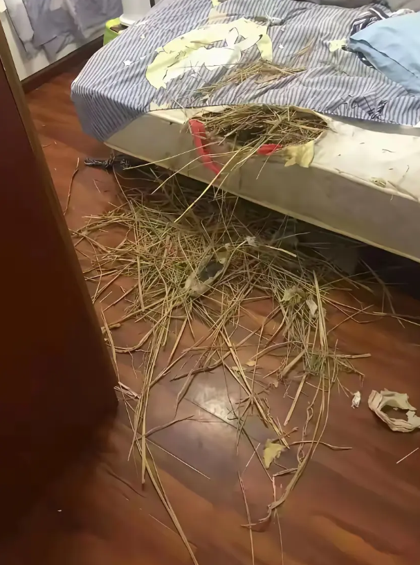 我家狗干的，要不要打它？