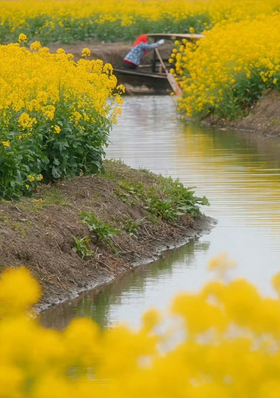 “春在溪头油菜花...”