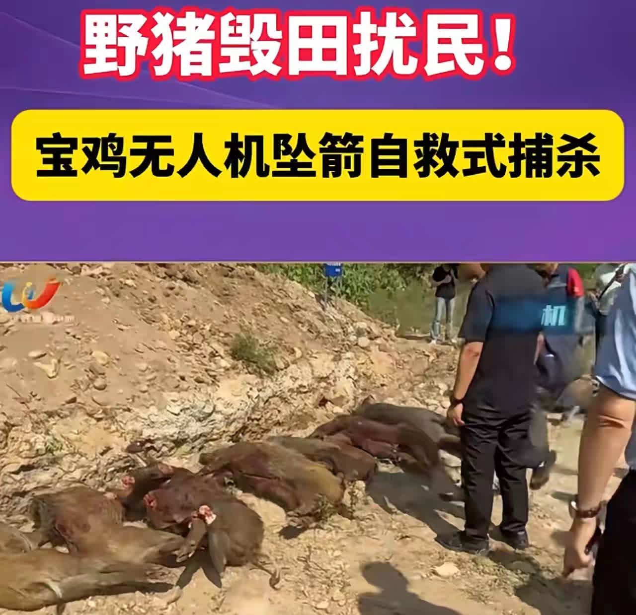 宝鸡相关部门放大招了！直接出动无人机对野猪进行搜捕。这无人机就像“超级天眼”，迅