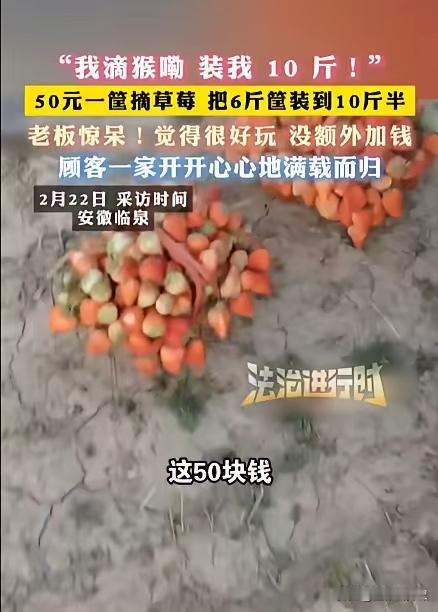 安徽临泉，一女子带着孩子们去摘草莓，老板说50元一篮子，万万没想到，女子竟在篮子