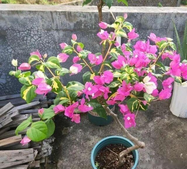 三角梅的种植技巧1、养三角梅最重要的一点三角梅其实不怕热，也较为耐寒，在夏季高温