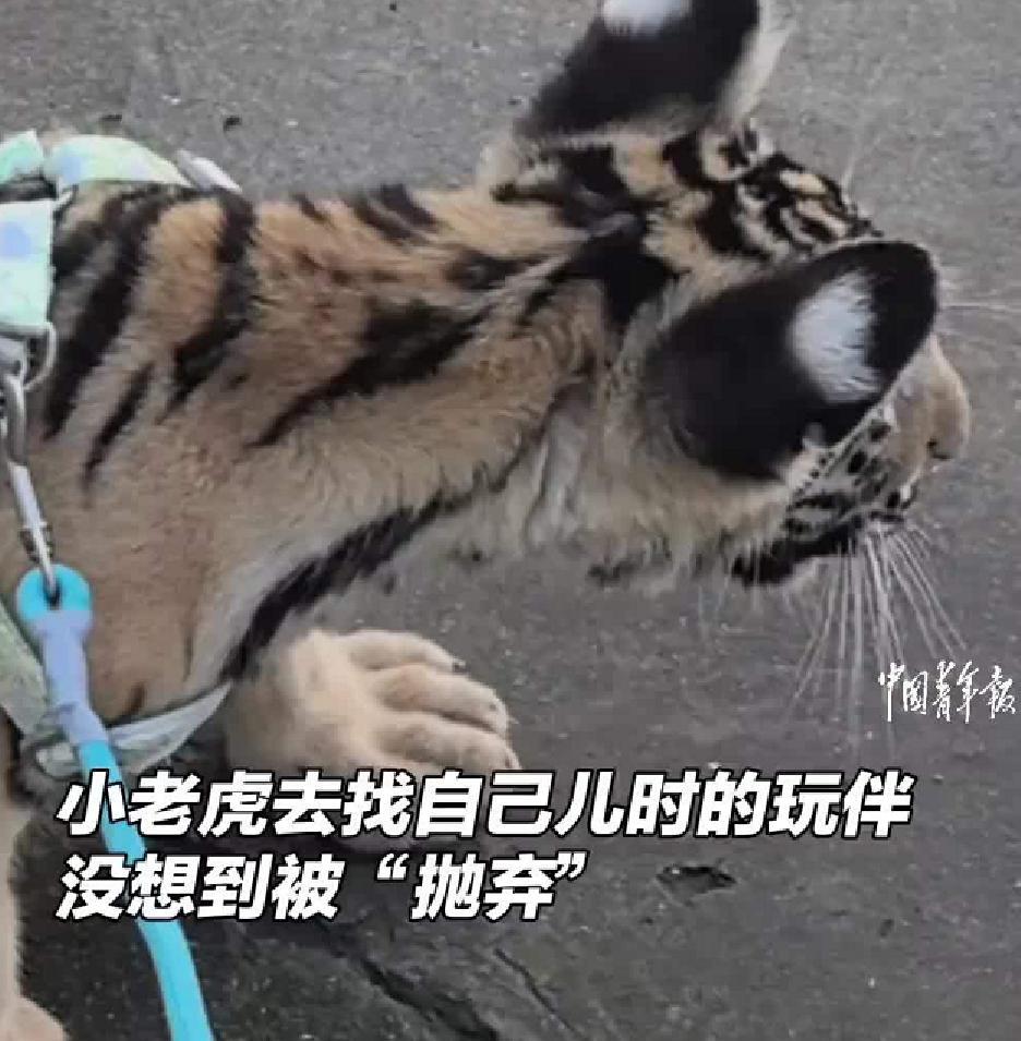 【#小狗见到儿时玩伴小老虎紧急撤回#】9月25日，河南濮阳。当小老虎去找儿时的玩