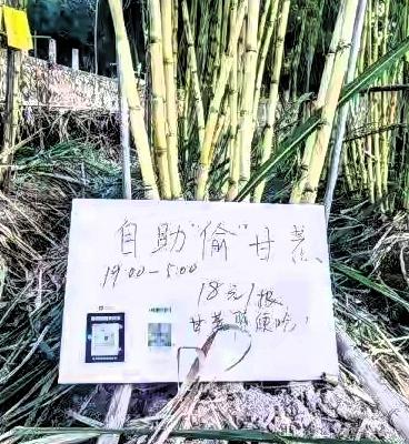 最近网上那个“可偷甘蔗地”火了,真是挺有意思的。一个老板在田边立牌子,说晚上