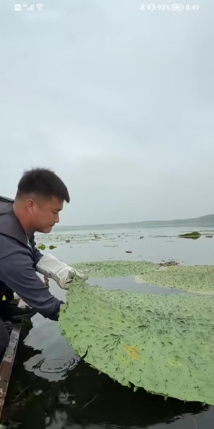 在全网我敢打赌，百分之九十的人，都不知道水中这个叶子带刺的植物叫啥，结的果子也能