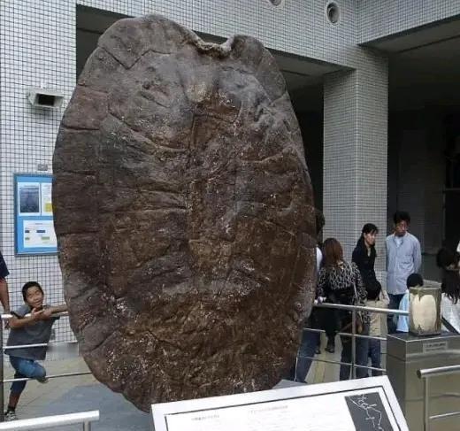 1994年5月，江苏盐城射阳河千秋大桥施工现场，早起的工人们大吃一惊，前一天晚上