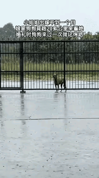 泪目了！一位小姐姐养了一只狗狗，是从狗狗还是小奶狗开始养的，感情特别好，最近小姐