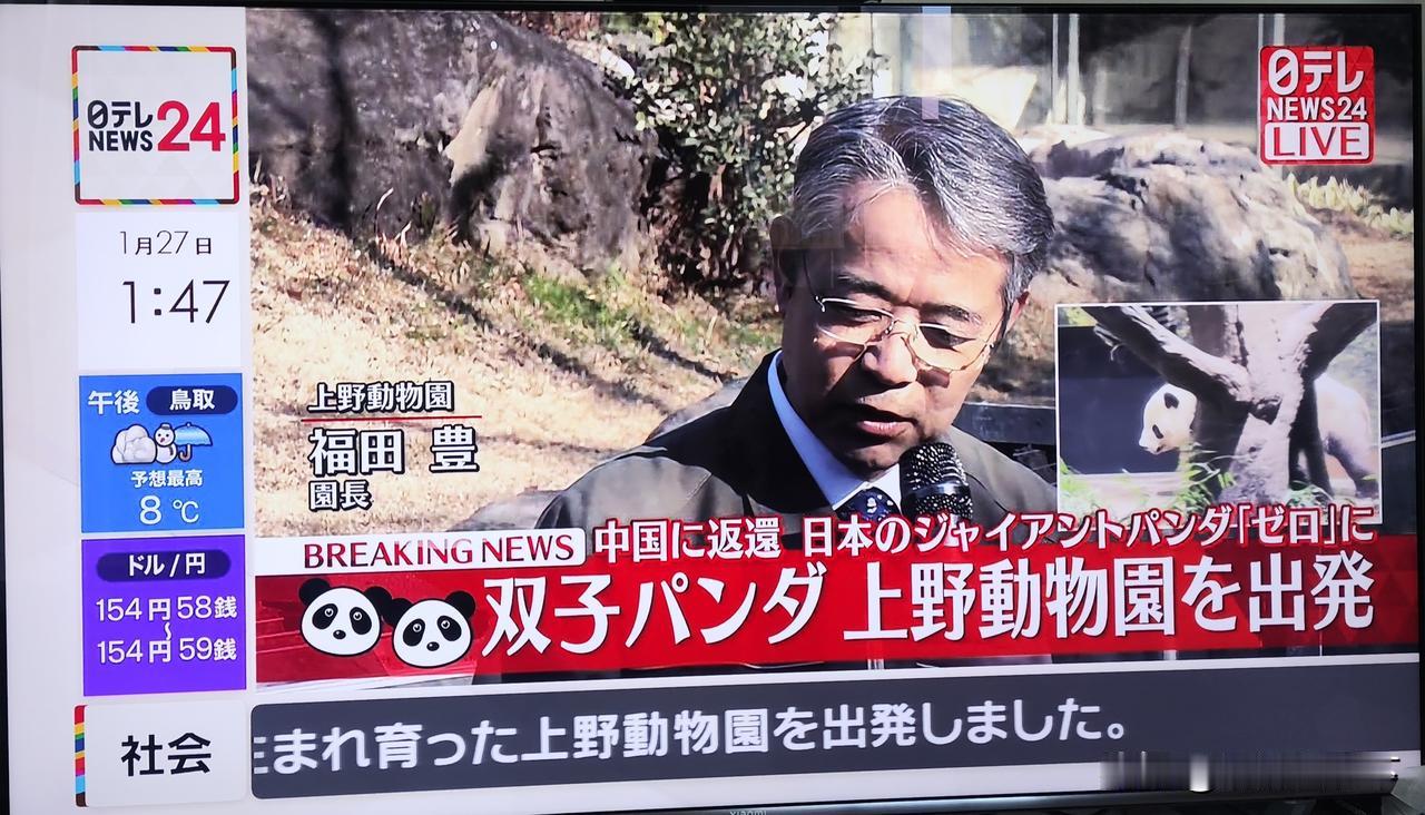 今天日本的午间新闻，全程直播咱们的大熊猫离开上野动物园，还开了记者招待会。