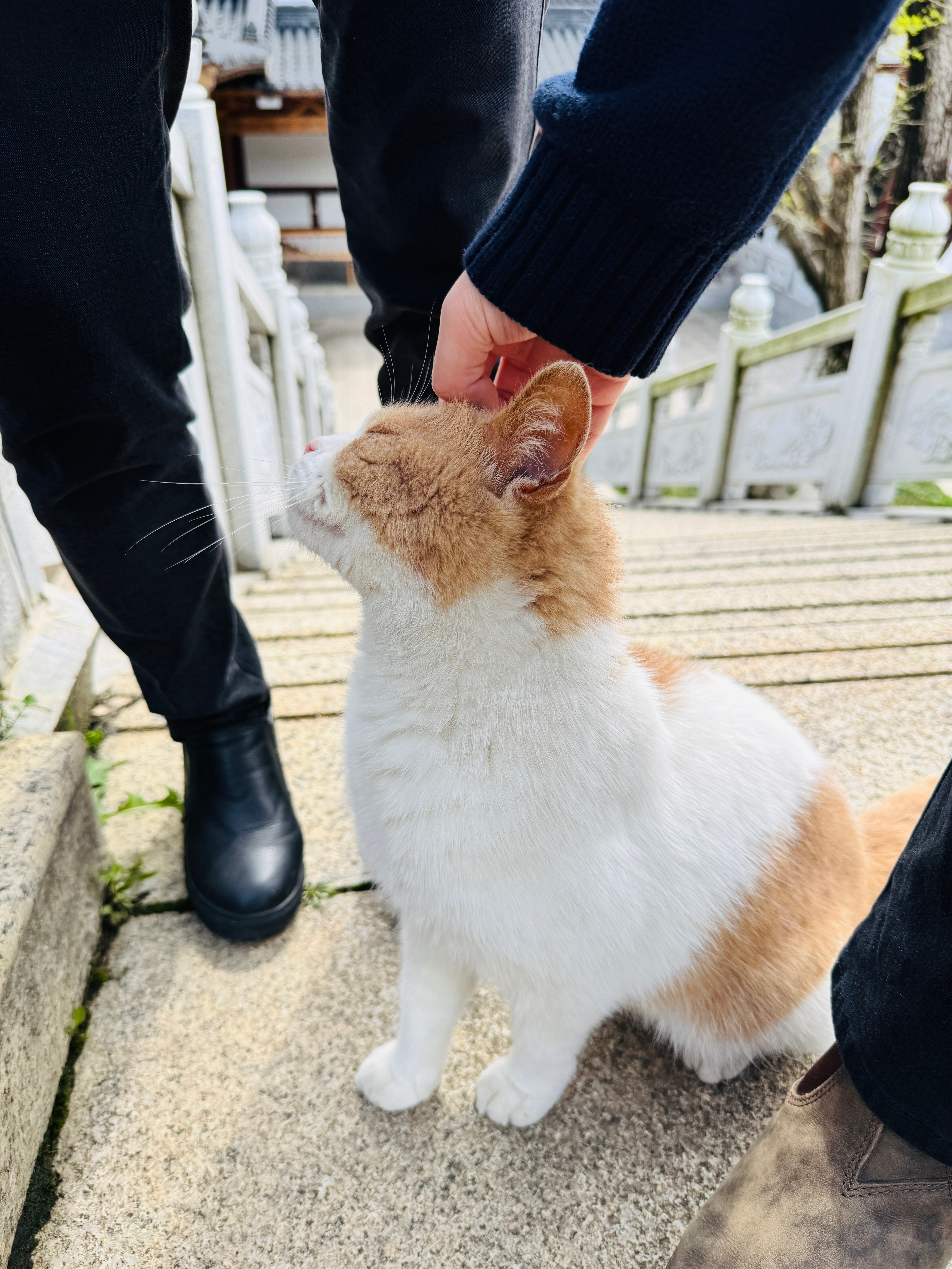 偶遇一只超级粘人，任人撸的咪