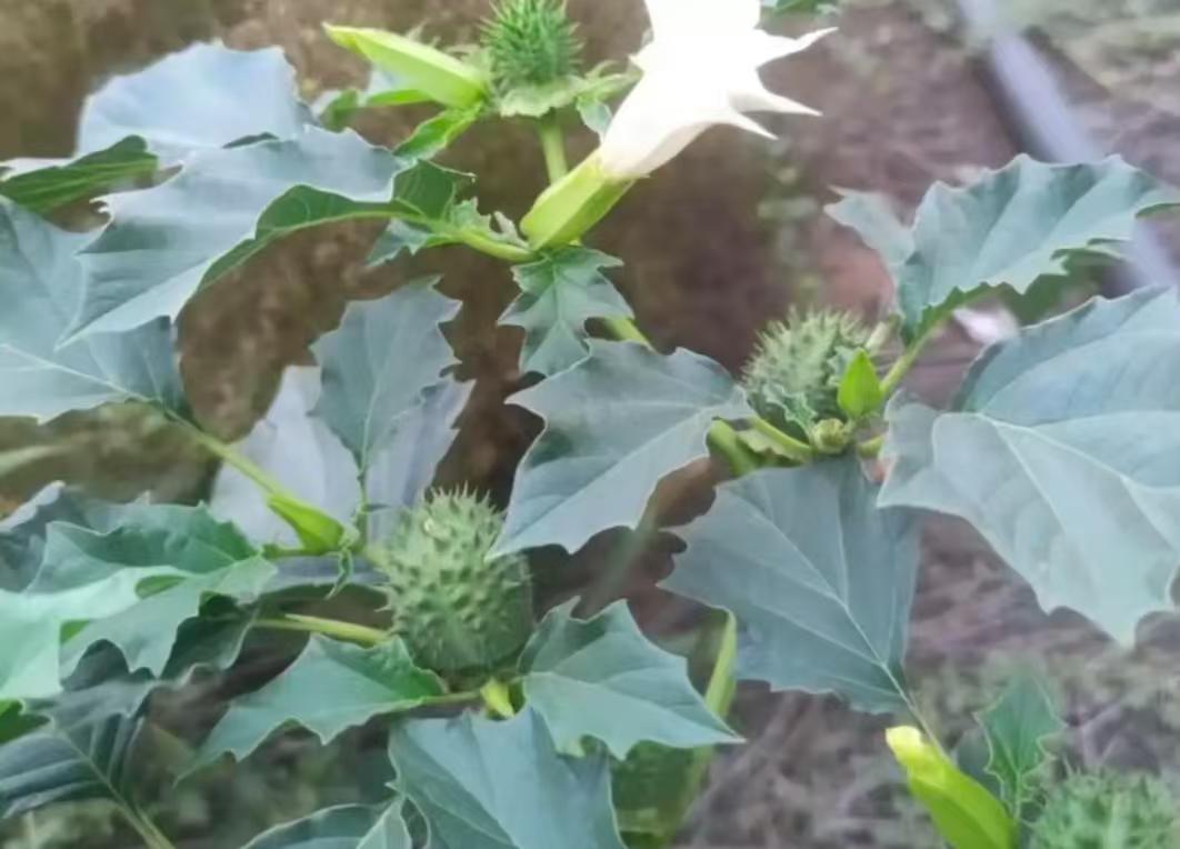 曼陀罗这个名字，我第一次听说，确是在动漫“斗罗大陆”。当初在斗罗大陆中听到时，