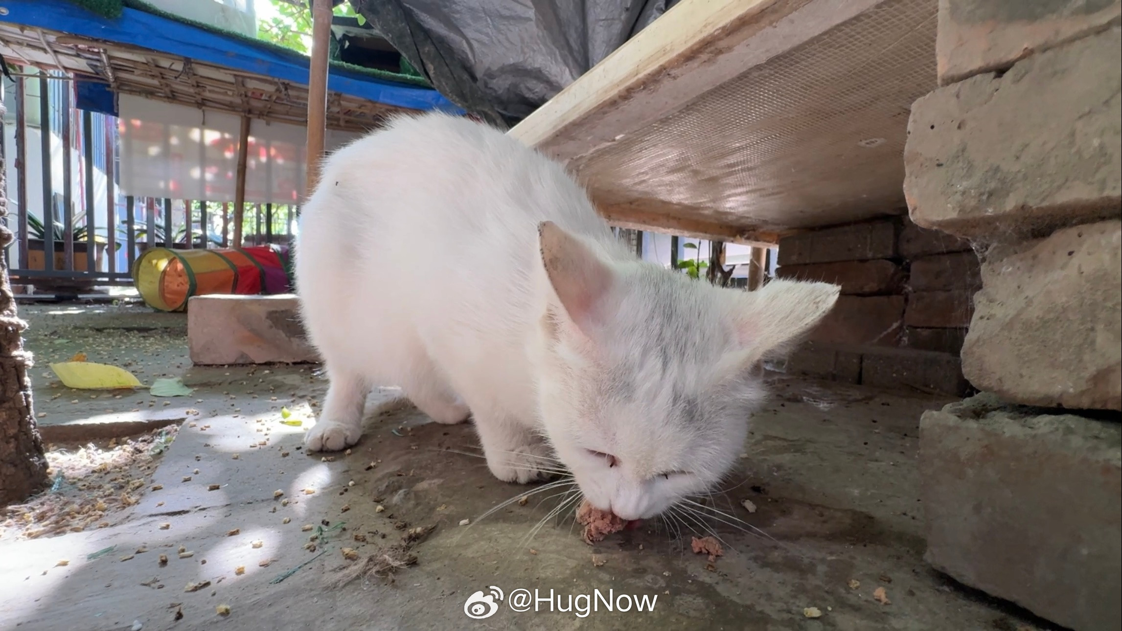 周末愉快早上好呀小白猫和八字眉在小院子里大长毛听到我放猫粮的声音就过来了气温有点