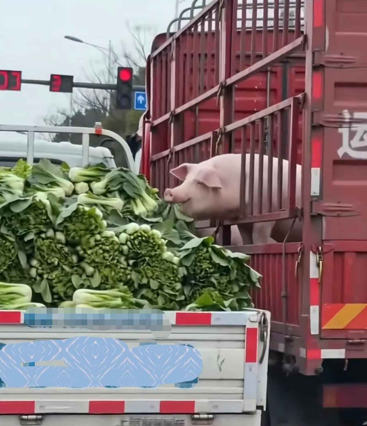 等红绿灯偶然撞见的名场面：到哪儿都惦记着白菜，这就是传说中的“好白菜被猪拱了