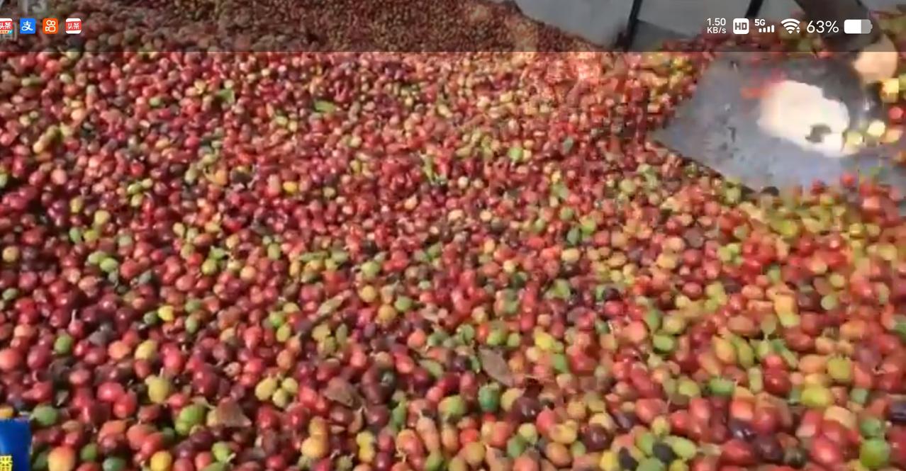 红彤彤的果粒铺满场地尽显丰收盛景，翠绿的果实经过清洗焕发出鲜亮光泽，火龙果种植基
