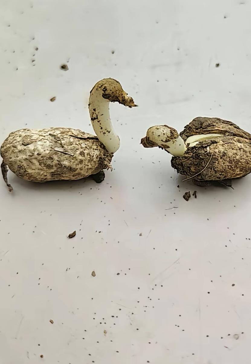 今年秋天这雨下得太离谱，农民的庄稼遭老罪了。就拿山西长治市沁县来说，持续降雨让土