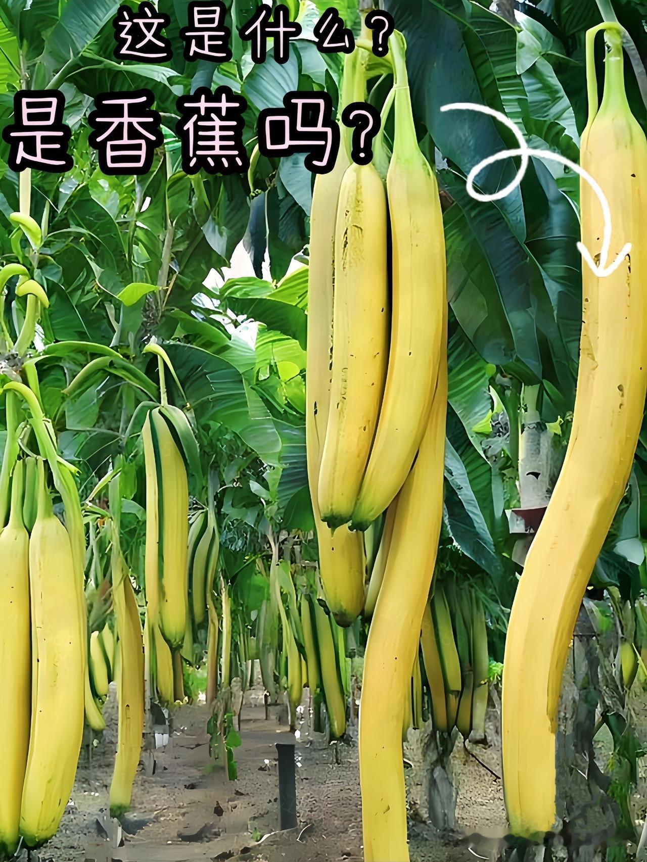 这个🍌真实存在吗？
