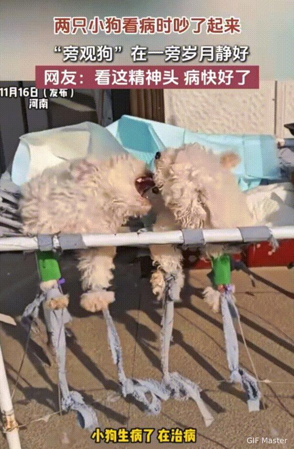 笑不活了！河南，主人带狗狗去治病，结果两只小狗直接吵了起来，吵的非常厉害。男子拿