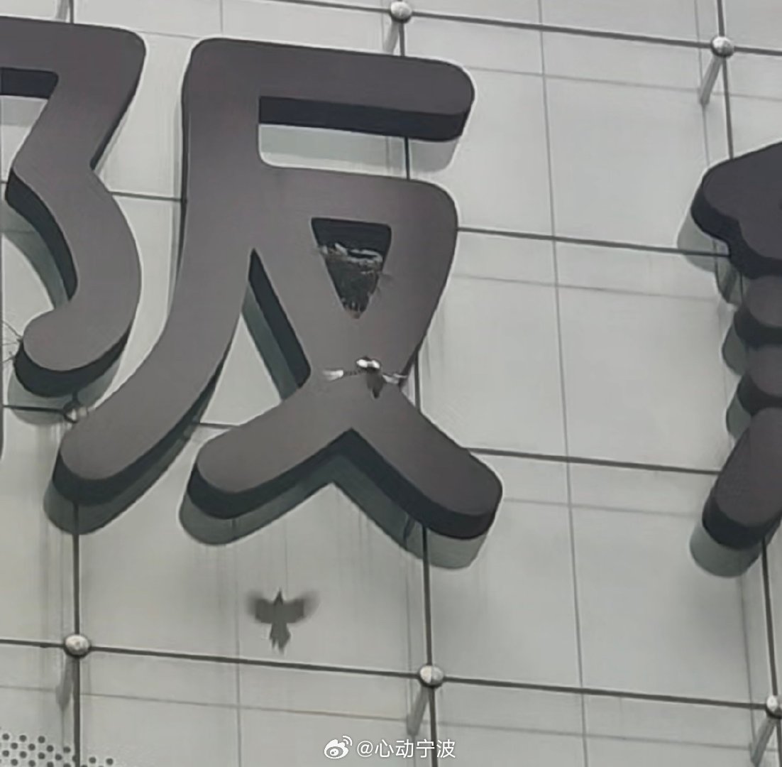 又一对喜鹊夫妇在宁波阪急安家2026年早春，宁波阪急百货外立面“阪”字缝隙中，
