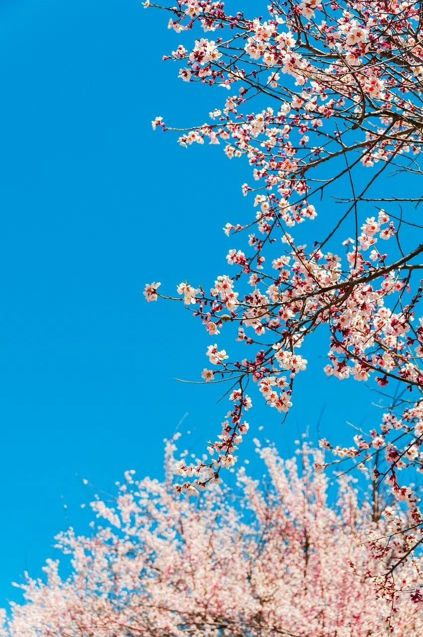 雪域江南｜醉美林芝林芝的春天，美得富有层次，美得不