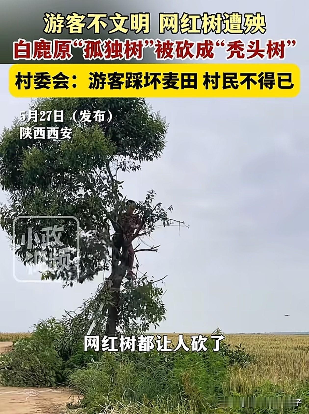 终于明白！为什么村民要把这颗网红树砍掉，原来自从这棵树火了后，每天来拍照打卡的