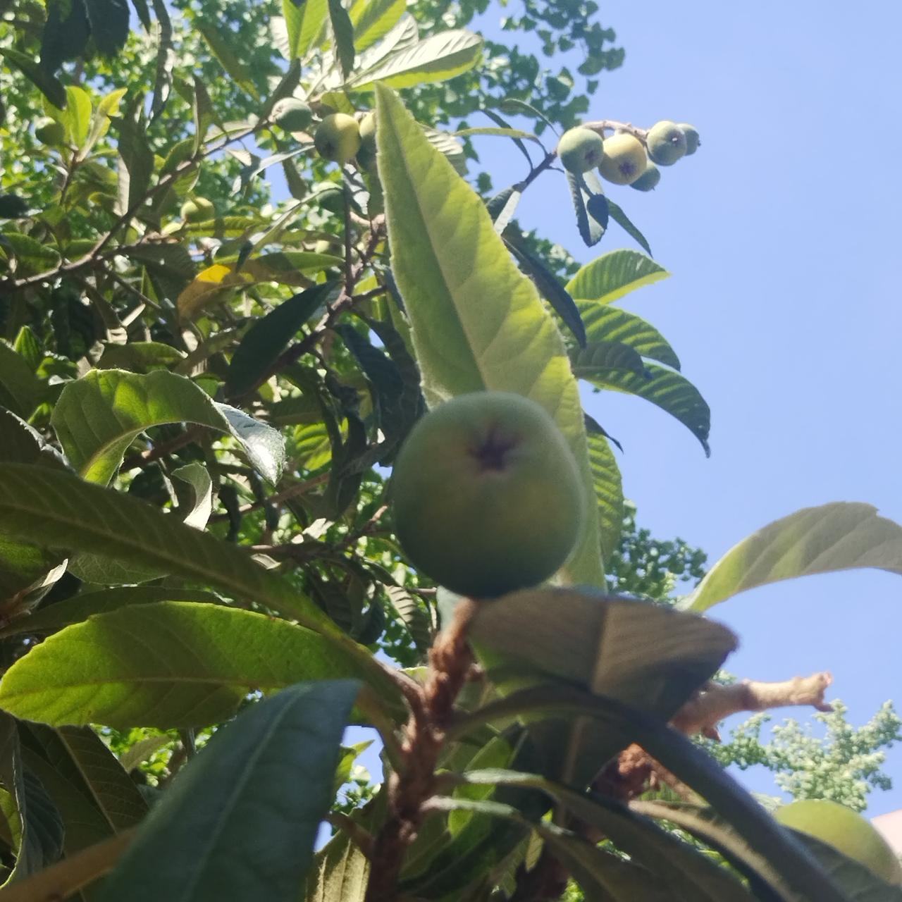 多年后，婆婆终于扬眉吐气了。老家的院子里，梧桐树枝繁叶茂，遮住了大半片骄阳。