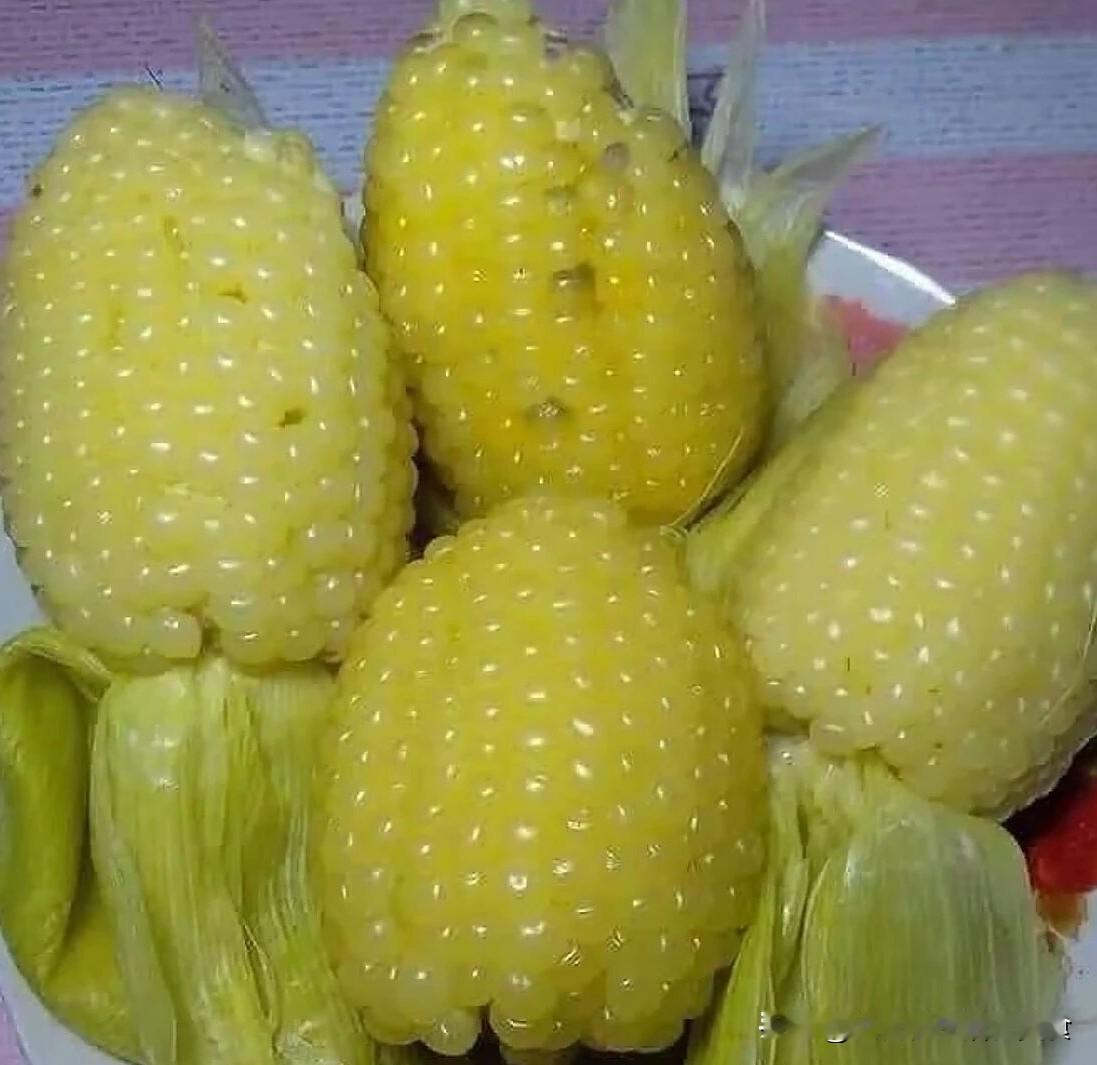 现在还有人吃到这种小胖子糯玉米吗？玉米控必吃