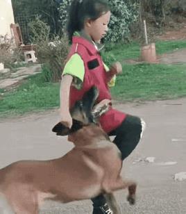 小朋友呀，你是怎么把狗狗教会的呢？可爱的狗狗呀，这么难的动作你是怎么学会的呀。