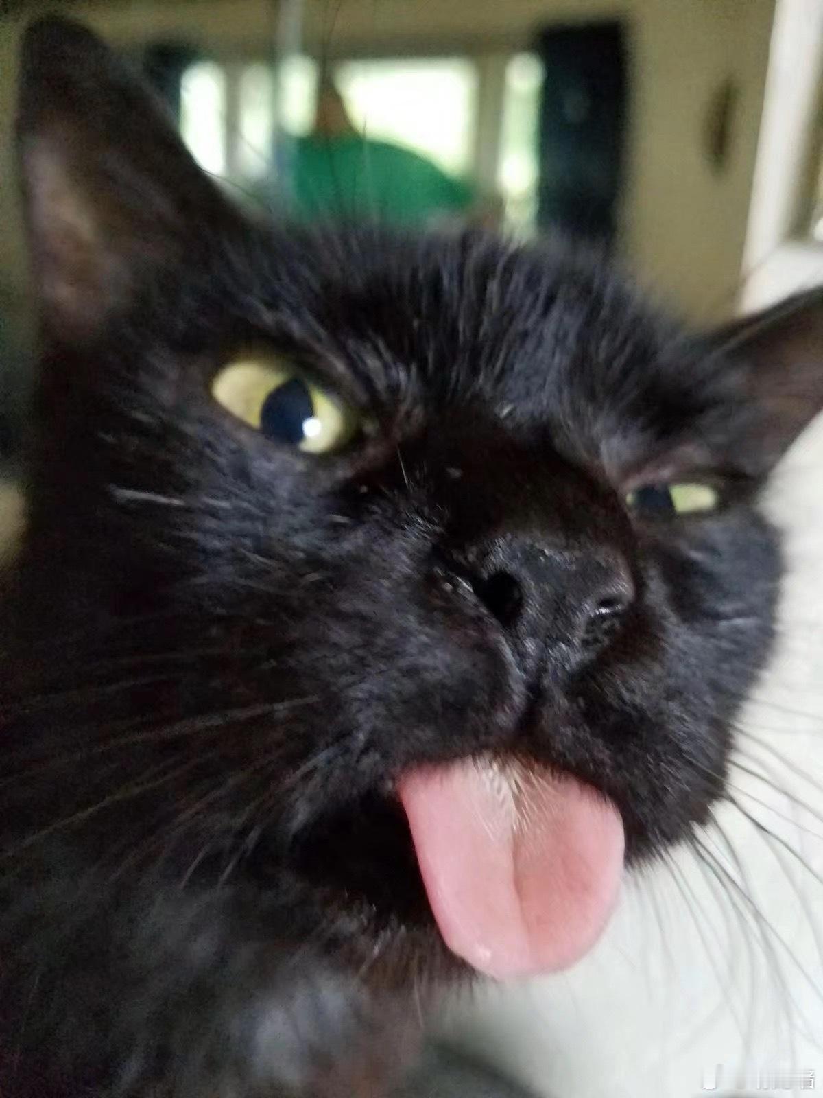 分享一些黑猫吐舌照