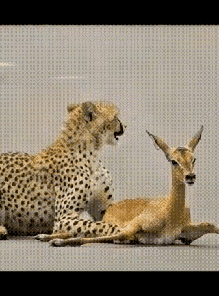 大家看懂图中的含义了吗？这只猎豹极为聪慧，抓住小鹿后，静静等着鹿妈妈前来，如此一