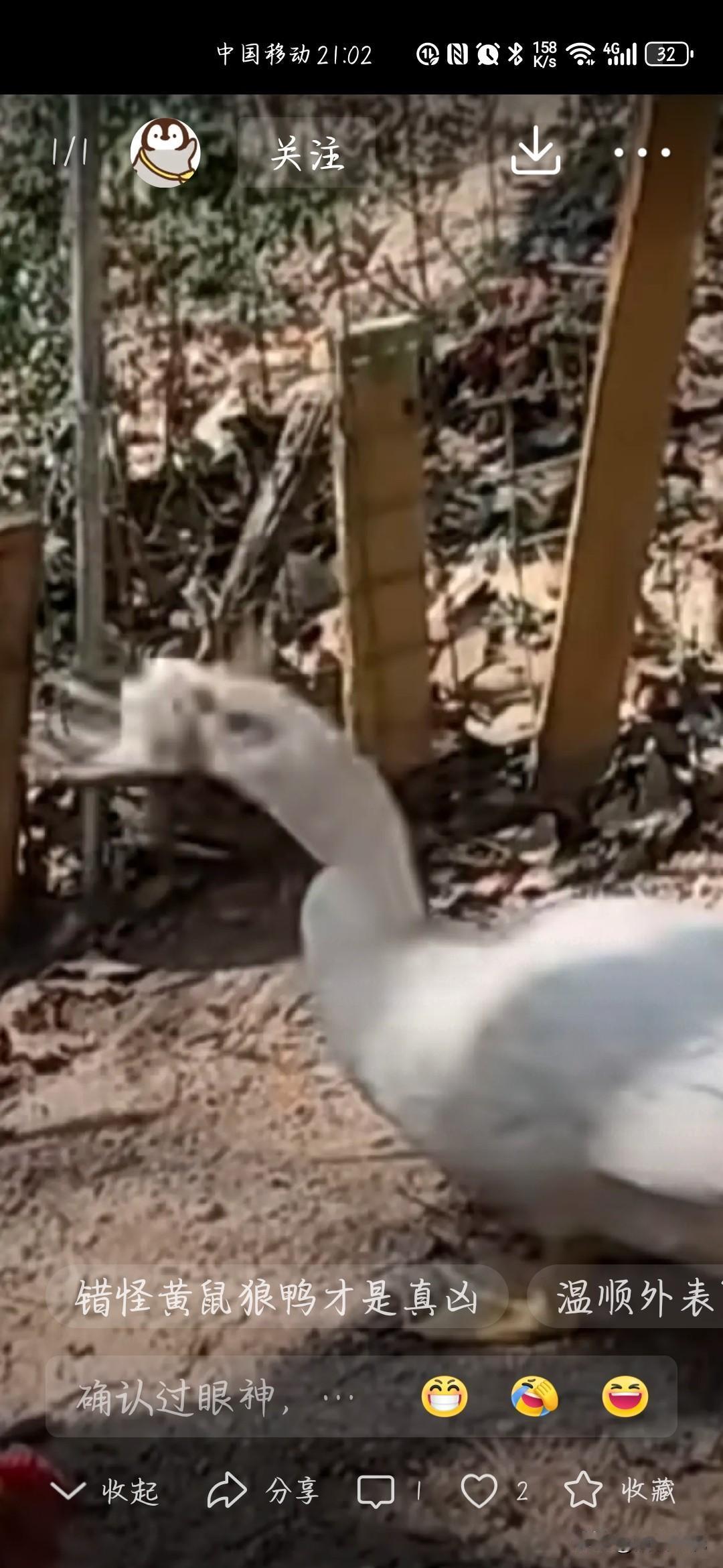 鸭子吃鸡？不是“凶案”是误会！家户混养家禽要注意什么？近日，福建厦门一位女士