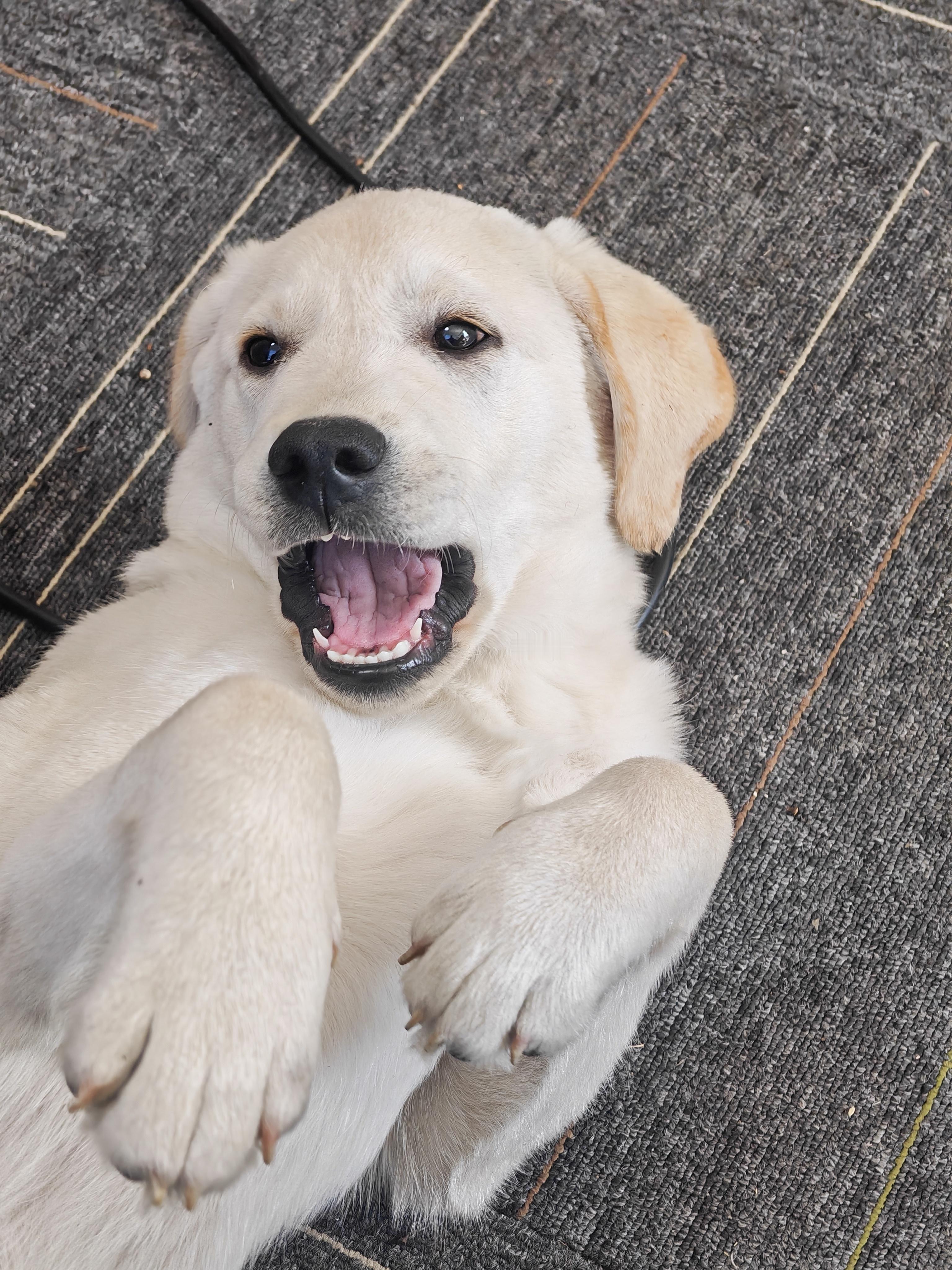 警犬技术专业真的会发狗吗我还挺期待这样的专业的哈哈哈！一个人上大学多无趣，听说是