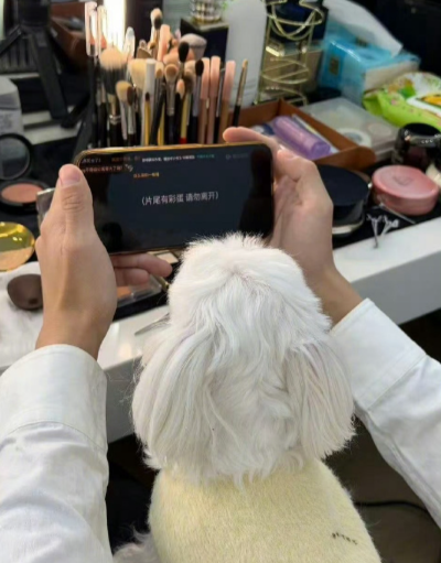 修狗追剧也太认真了！陪看还等彩蛋，一人一狗沉浸式互动，画面治愈到想加入，赶紧同步