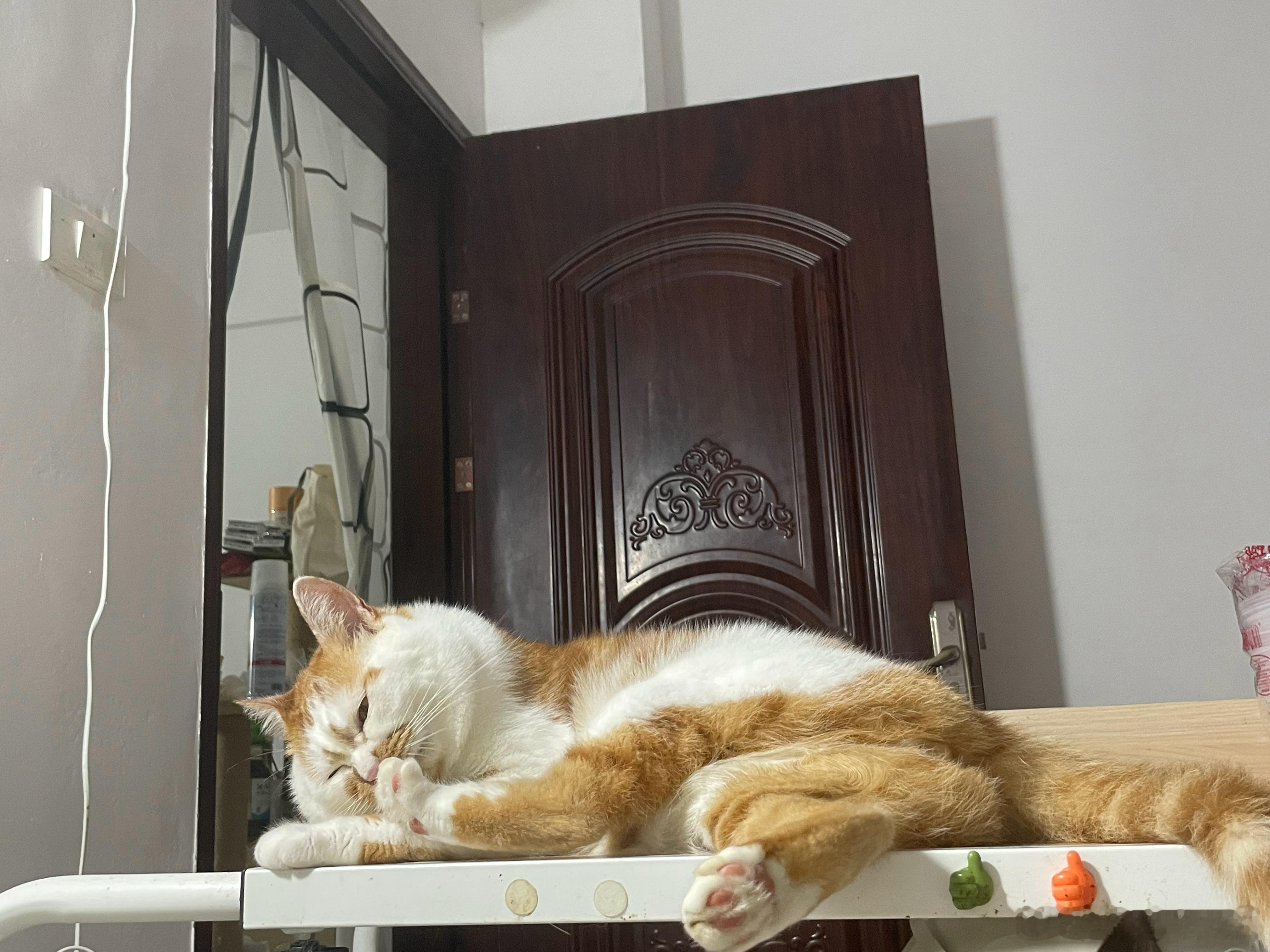 再健壮的猫猫也经不起流浪路上有碰到流浪猫，能带回家的就带回家吧，比较温顺的可以带