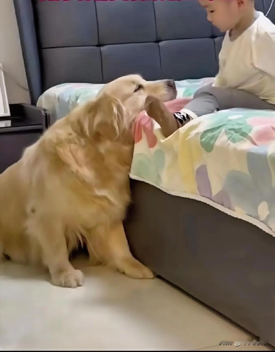 小孩每次要下床时，乖巧懂事的金毛总会趴在床沿，充当脚垫子，生怕小主人不慎跌落。狗