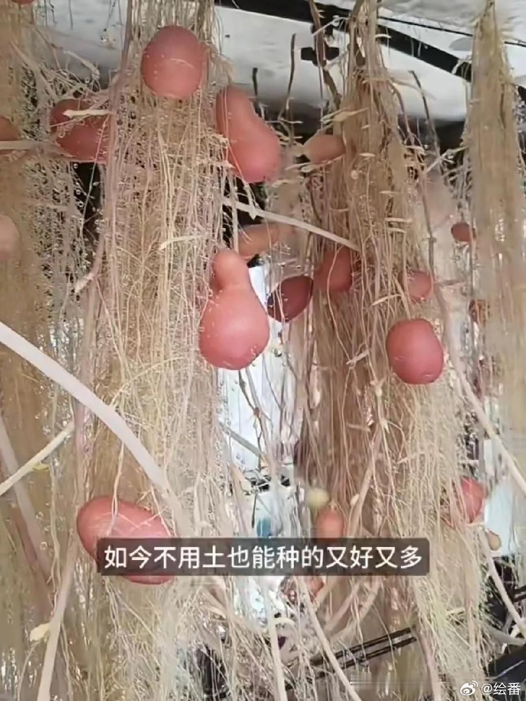 这种科研出来的土豆是没有灵魂的，没有土里种的好吃，口感要差一点！