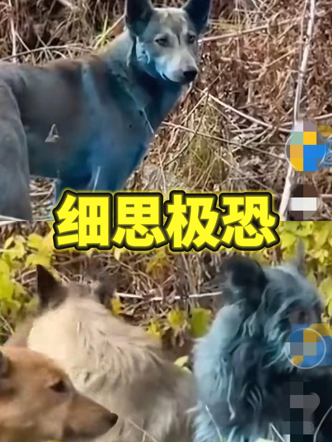 彻底解释不清了！切尔诺贝利核电站出现多只蓝色狗，为核事故狗被遗弃的宠物后代，当