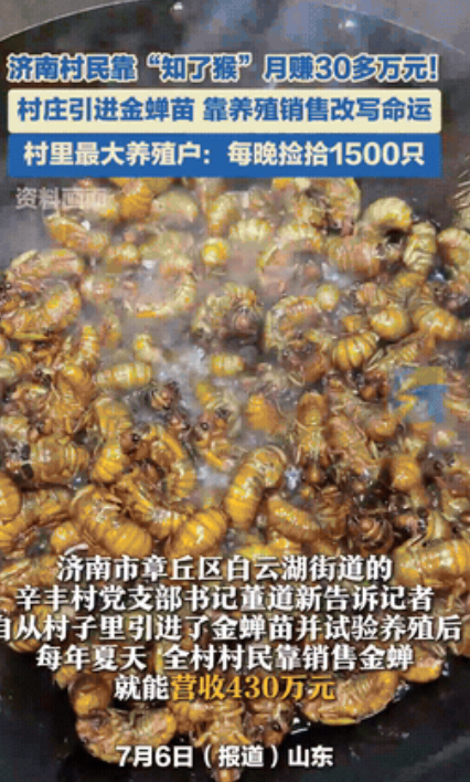 这简直跟捡钱一样！”济南一个村庄引进金蝉苗，靠着这小小的知了猴，最多的村民竟然能