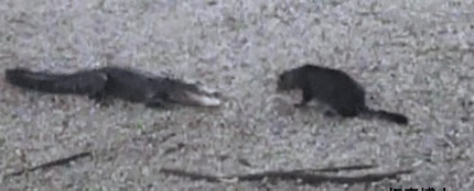 据说这种鳄鱼，非常丢鳄鱼界的脸。